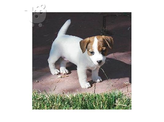 PoulaTo: jack russell terrier puppies for adoption